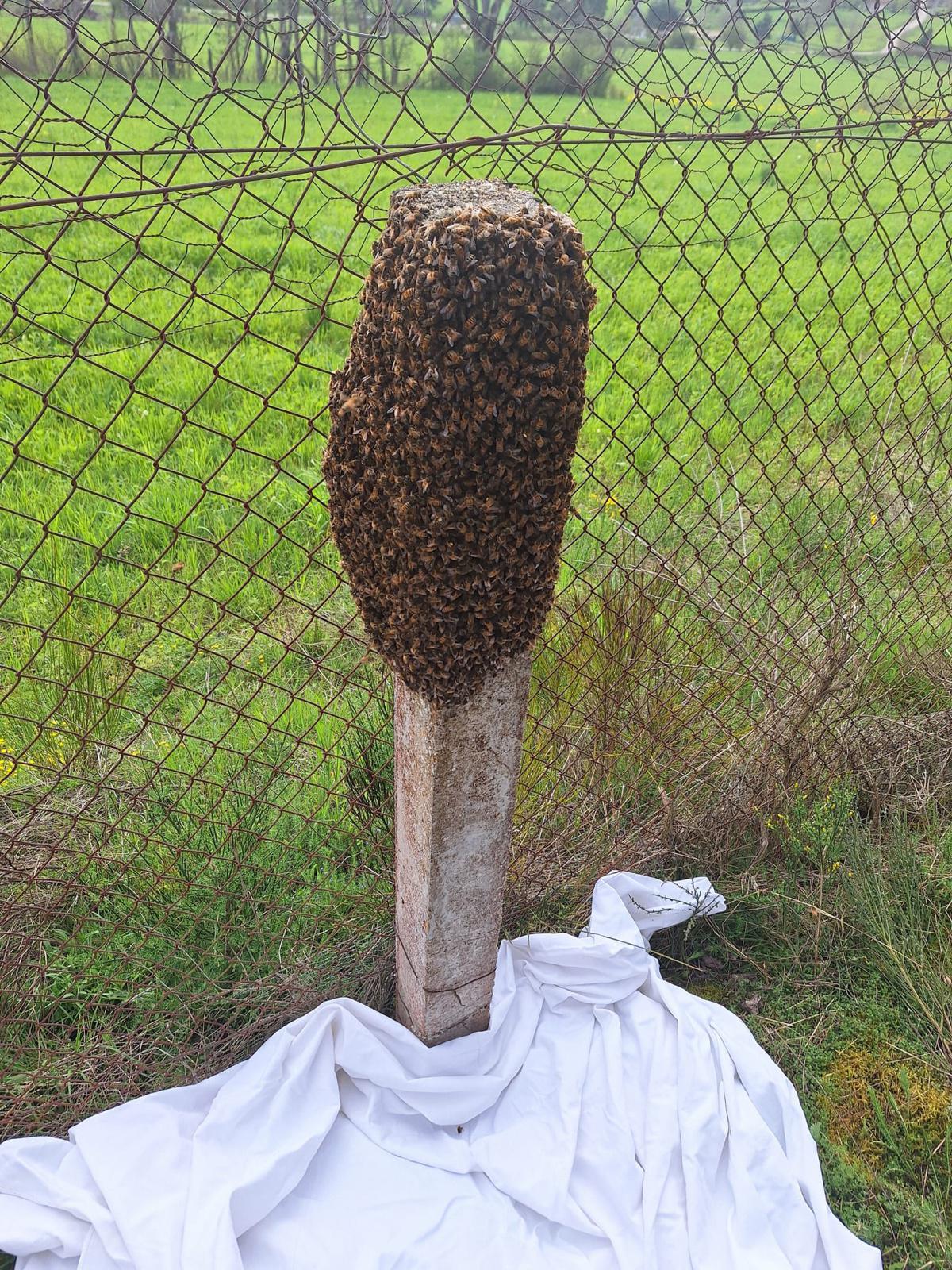 Les Z'apis de l'Arzon Les Z'apis de l'Arzon