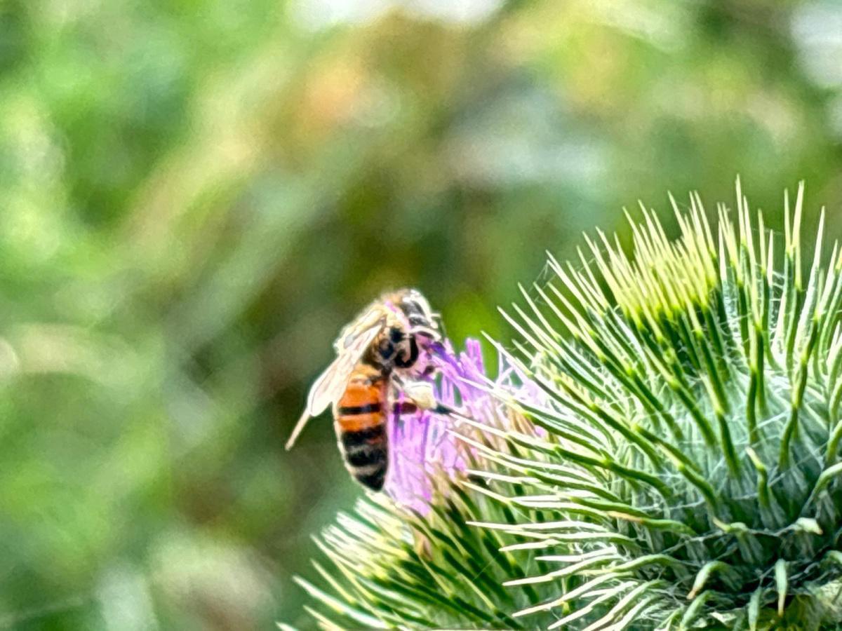 KMS APICULTURE KMS APICULTURE