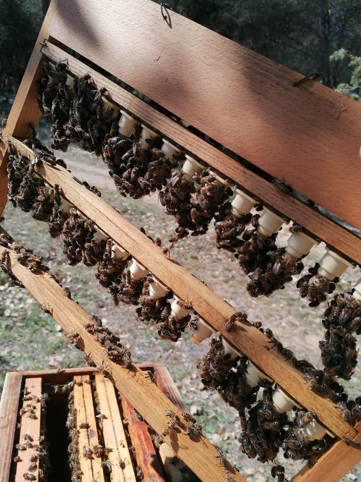 Dominic Maigret Apiculteur Dominic Maigret Apiculteur