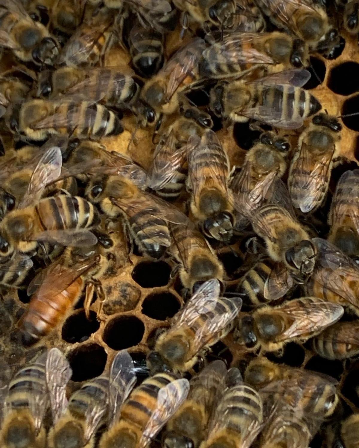 L’Abeille d’Obazine L’Abeille d’Obazine