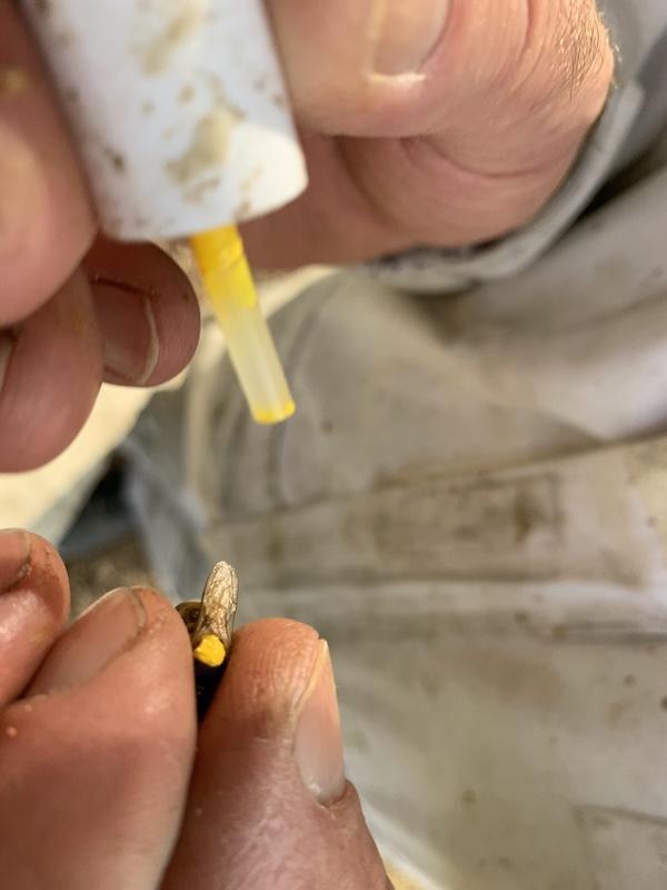 L’Abeille d’Obazine L’Abeille d’Obazine