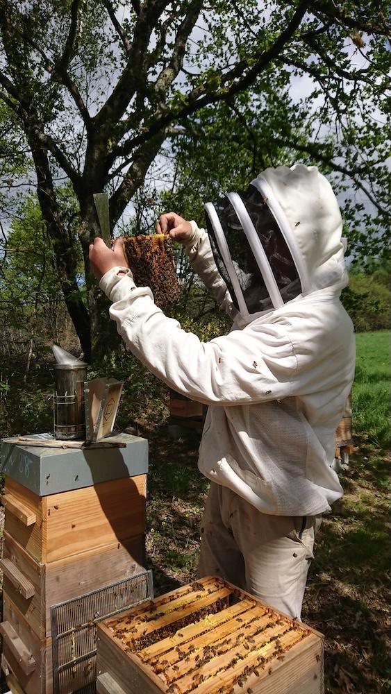 Les ruches de Liza Les ruches de Liza