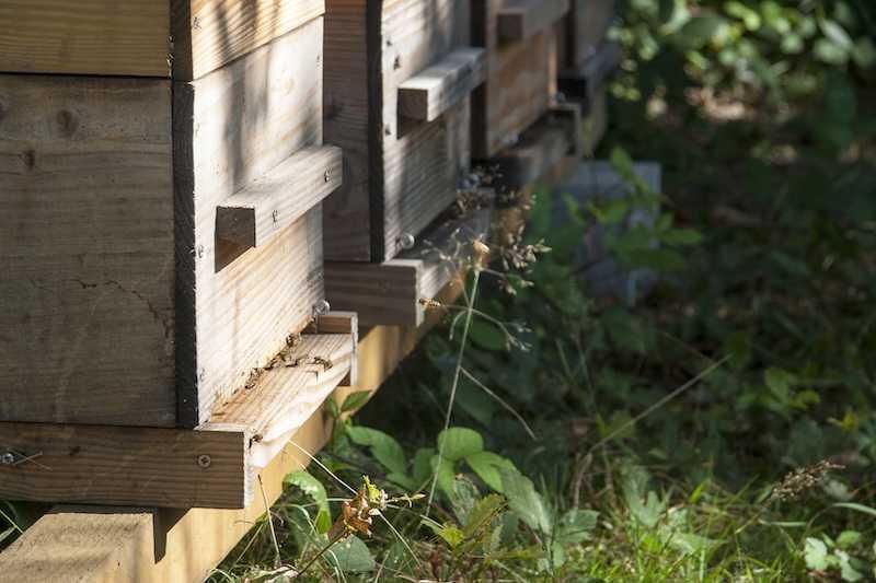 Les ruches de Liza Les ruches de Liza