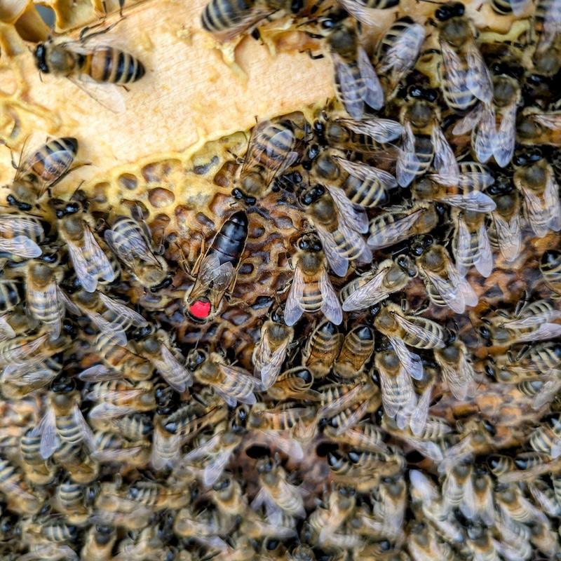 Koru Apiculture