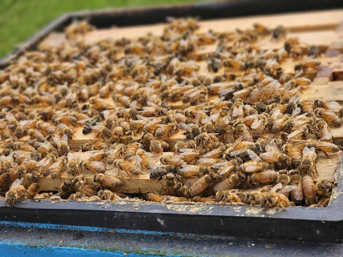 Le rucher du marais Le rucher du marais