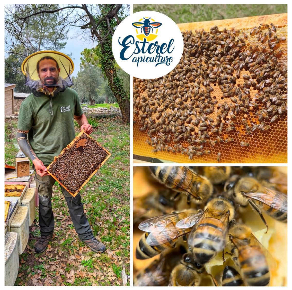 Esterel Apiculture Esterel Apiculture