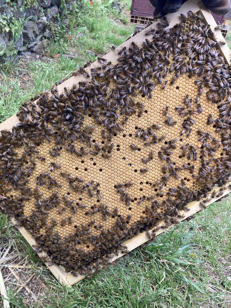 Jean-Michel Boccard / SOS RUCHES