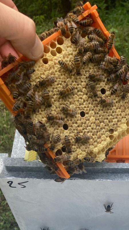 Jean-Michel Boccard / SOS RUCHES