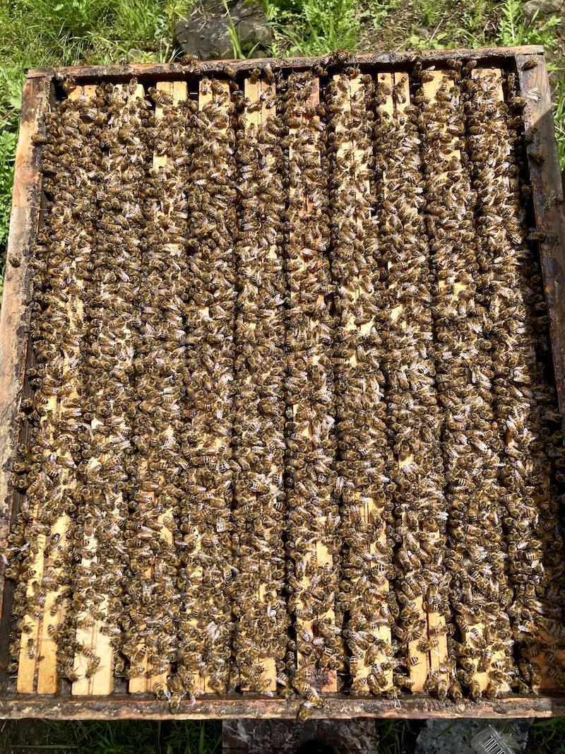 Jean-Michel Boccard / SOS RUCHES