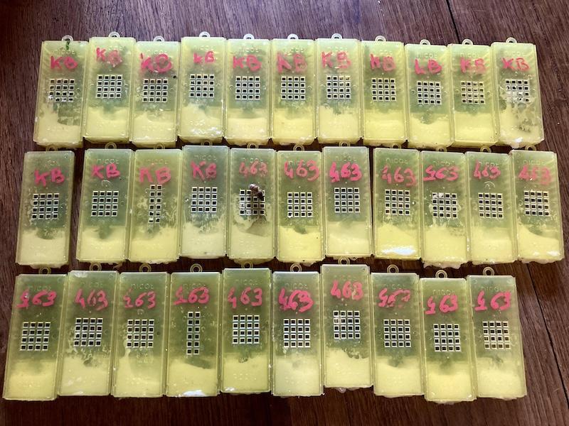 Jean-Michel Boccard / SOS RUCHES