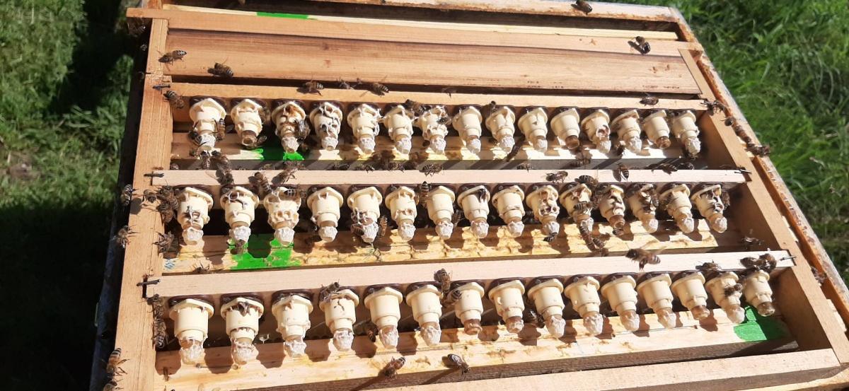 Les Abeilles d'Adrien Les Abeilles d'Adrien