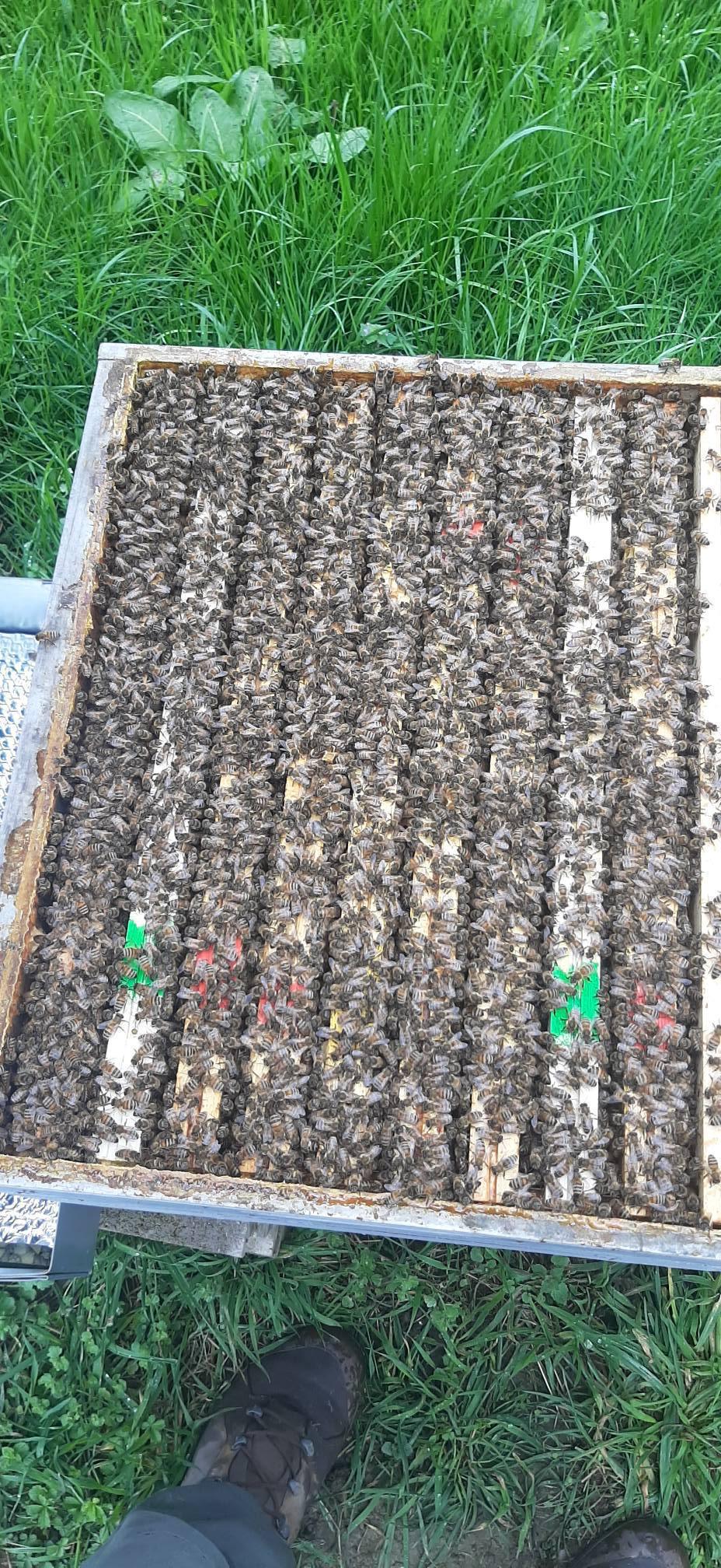 Les Abeilles d'Adrien 