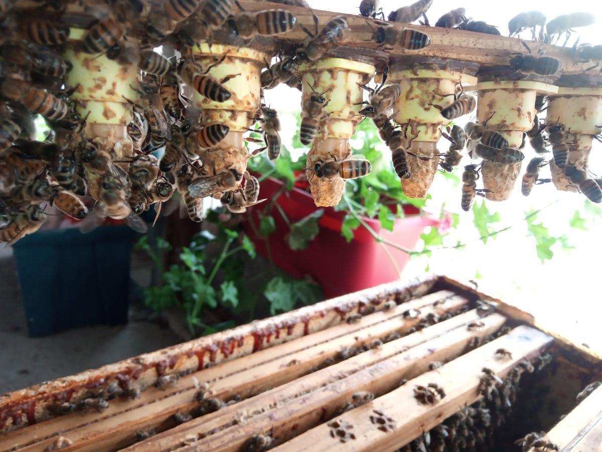 ROUTE D’OR Apiculture