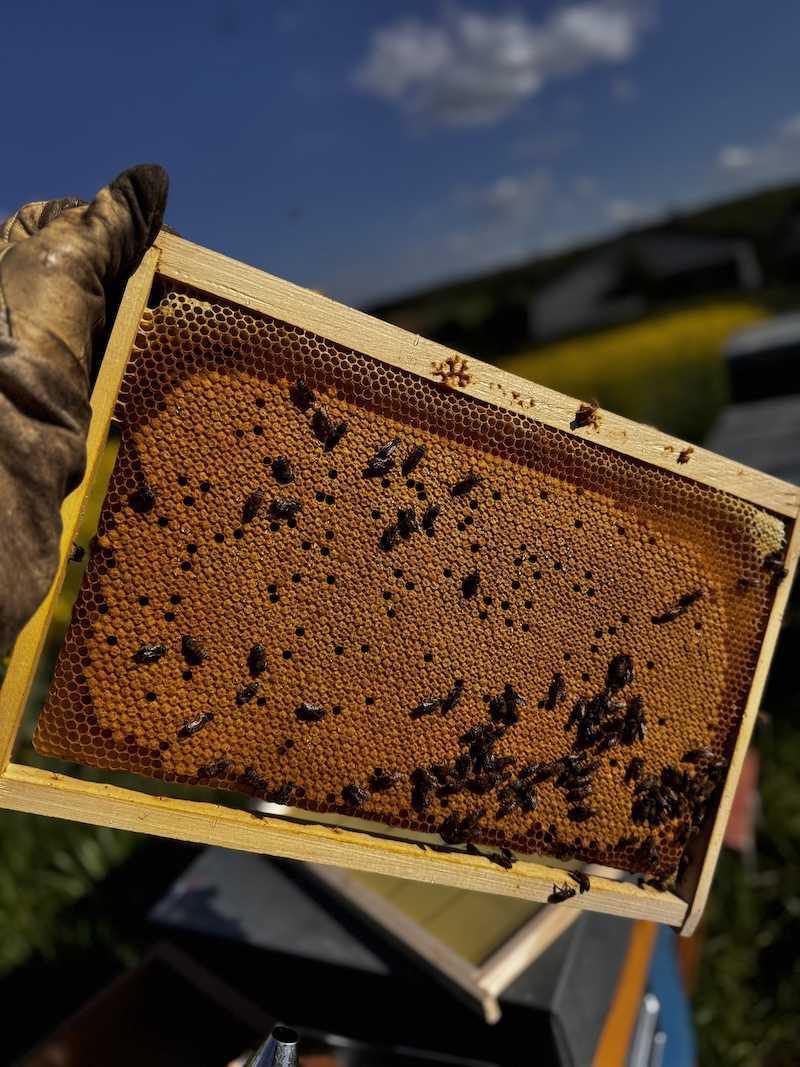 La Ferme Aux Abeilles Cami&Lou La Ferme Aux Abeilles Cami&Lou