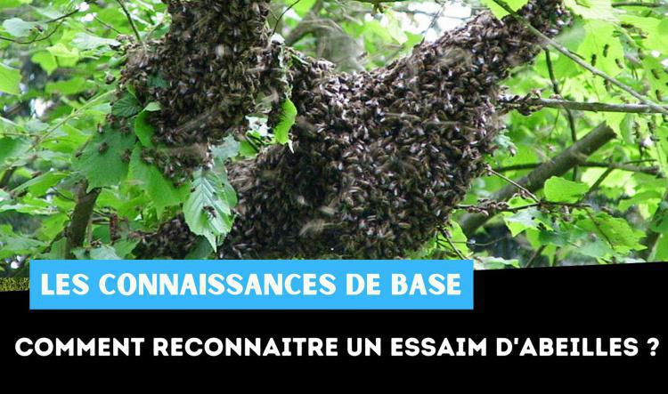 Comment reconnaitre un essaim d'abeilles ?