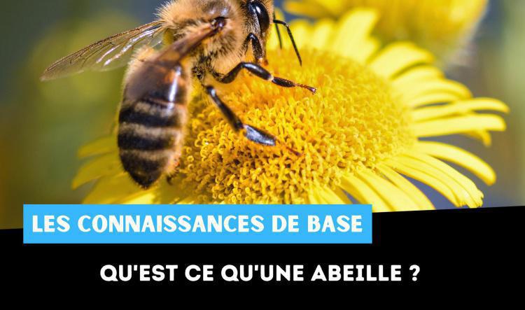 Qu'est ce qu'une abeille ?