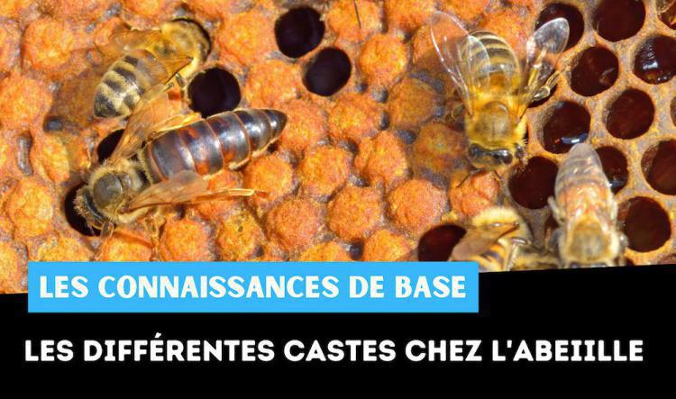 Les différentes castes chez l’abeille