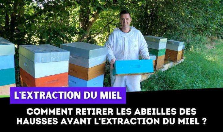 Comment retirer les abeilles des hausses avant l'extraction du miel ?