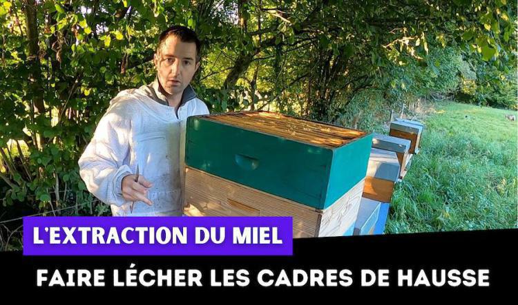 Le léchage des cadres de hausse après l'extraction