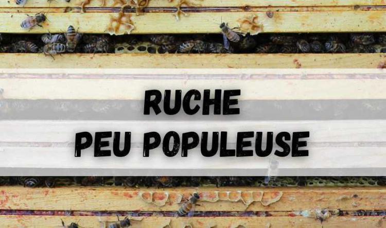 Ruche peu populeuse sur moins de 7-8 cadres de couvain (phase de développement)