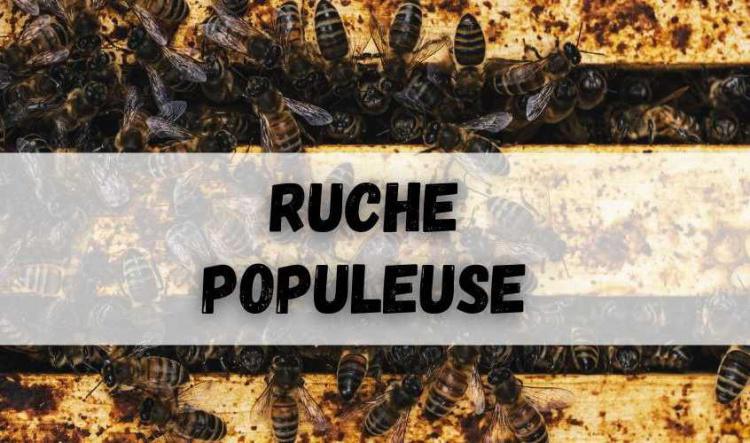 Ruche populeuse sur moins de 7-8 cadres de couvain (phase de développement)