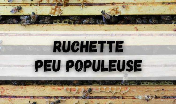 Ruchette peu populeuse (phase d'essaimage)