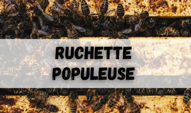 Ruchette populeuse (phase d'essaimage)