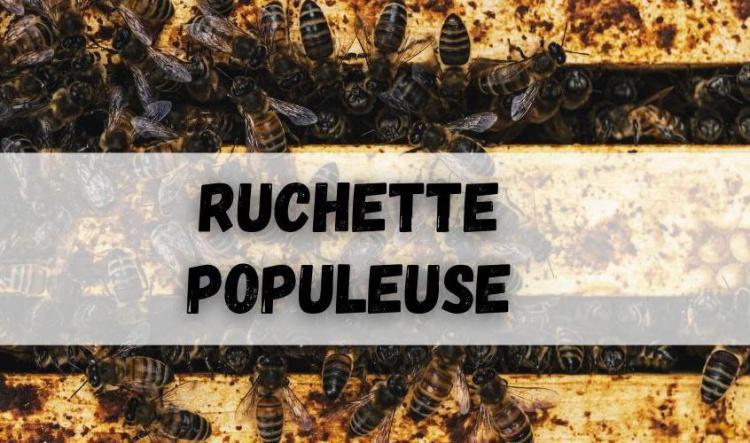 Ruchette populeuse (phase de développement)