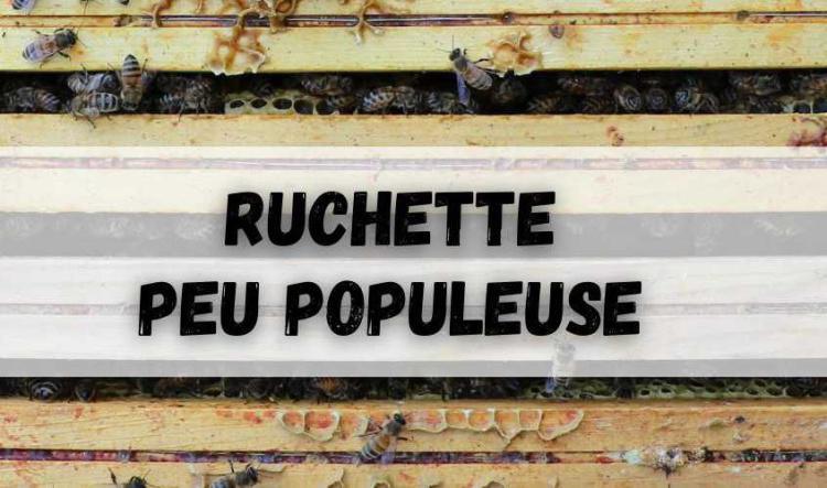 Ruchette peu populeuse (phase de développement)