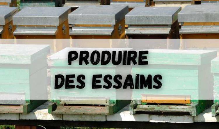 Produire des essaims / multiplier les colonies