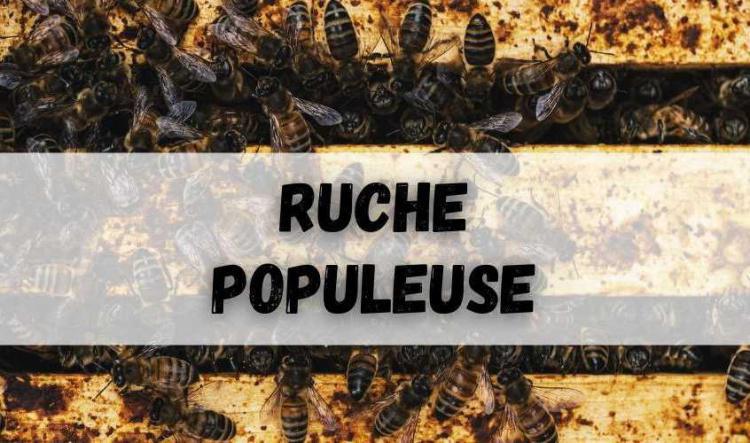 Ruche populeuse sur moins de 7-8 cadres de couvain (phase d'essaimage)