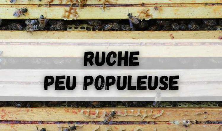 Ruche peu populeuse sur moins de 7-8 cadres de couvain (phase d'essaimage)