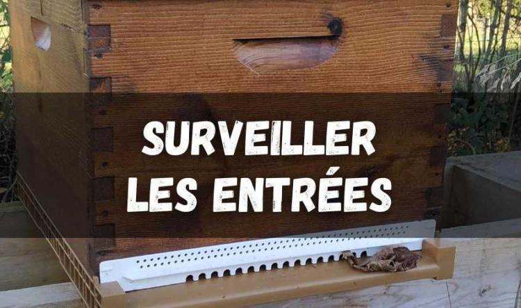 Vérifier que les entrées de vos ruches ne sont pas bouchées