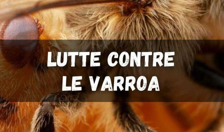 Traitement hivernal contre le varroa à l'acide oxalique - Quand et comment l'effectuer ?