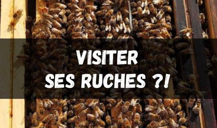 Visiter ses ruches en période hivernale ?!