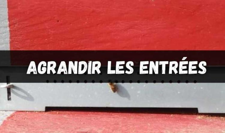 Agrandir l'entrée de vos ruches ou ruchettes
