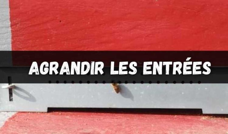 Agrandir l'entrée de vos ruches ou ruchettes