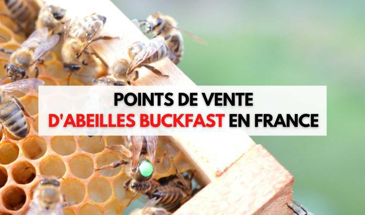 Éleveurs d'abeilles Buckfast en France