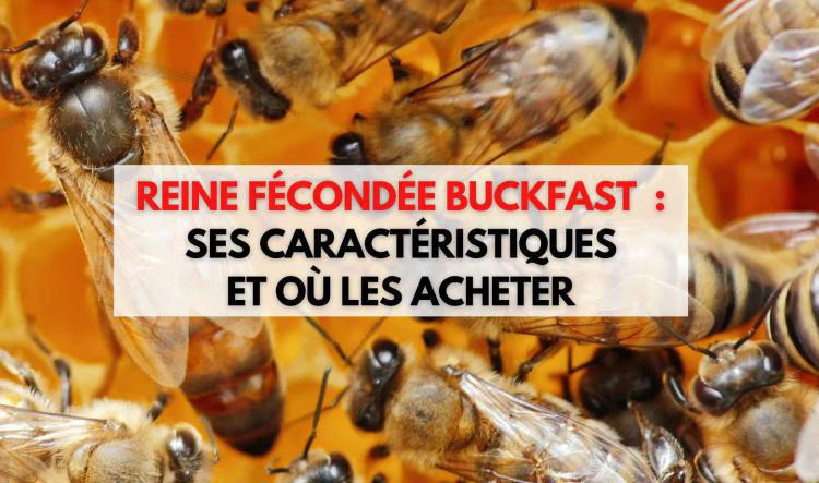 Reine fécondée Buckfast - Où en acheter et leurs caractéristiques ?