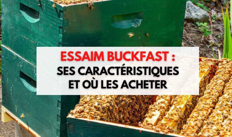 Essaim Buckfast - Où en acheter et leurs caractéristiques ?