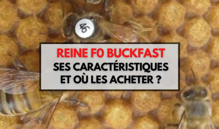 Reine Buckfast F0 inséminée - Où en acheter et leurs caractéristiques ?