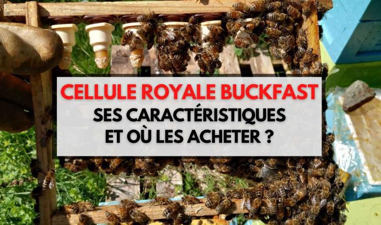 Cellule royale Buckfast - Où en acheter et leurs caractéristiques ?