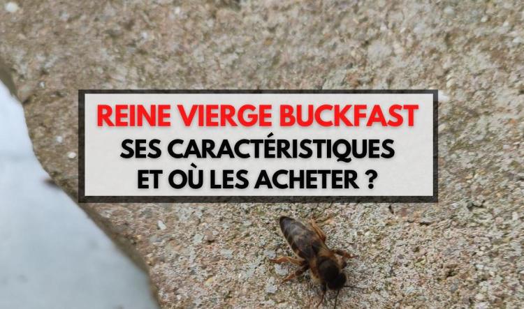 Reine vierge Buckfast - Où en acheter et leurs caractéristiques ?