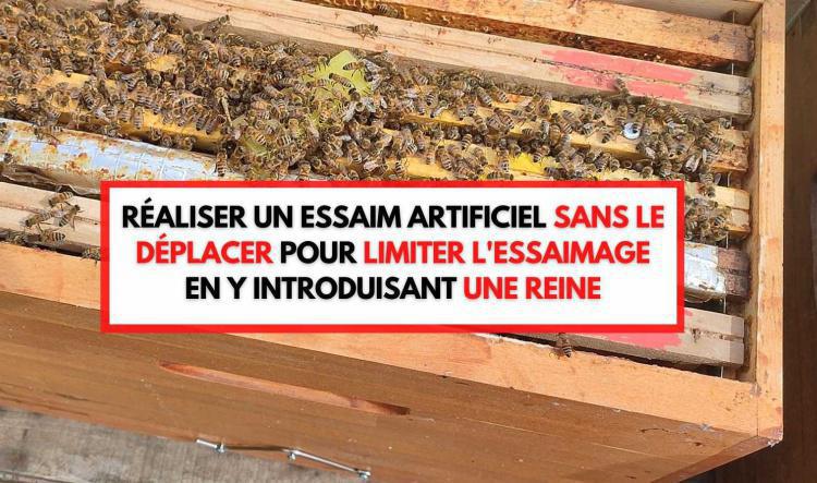 Réaliser un essaim artificiel sans le déplacer pour limiter l'essaimage en y introduisant une reine