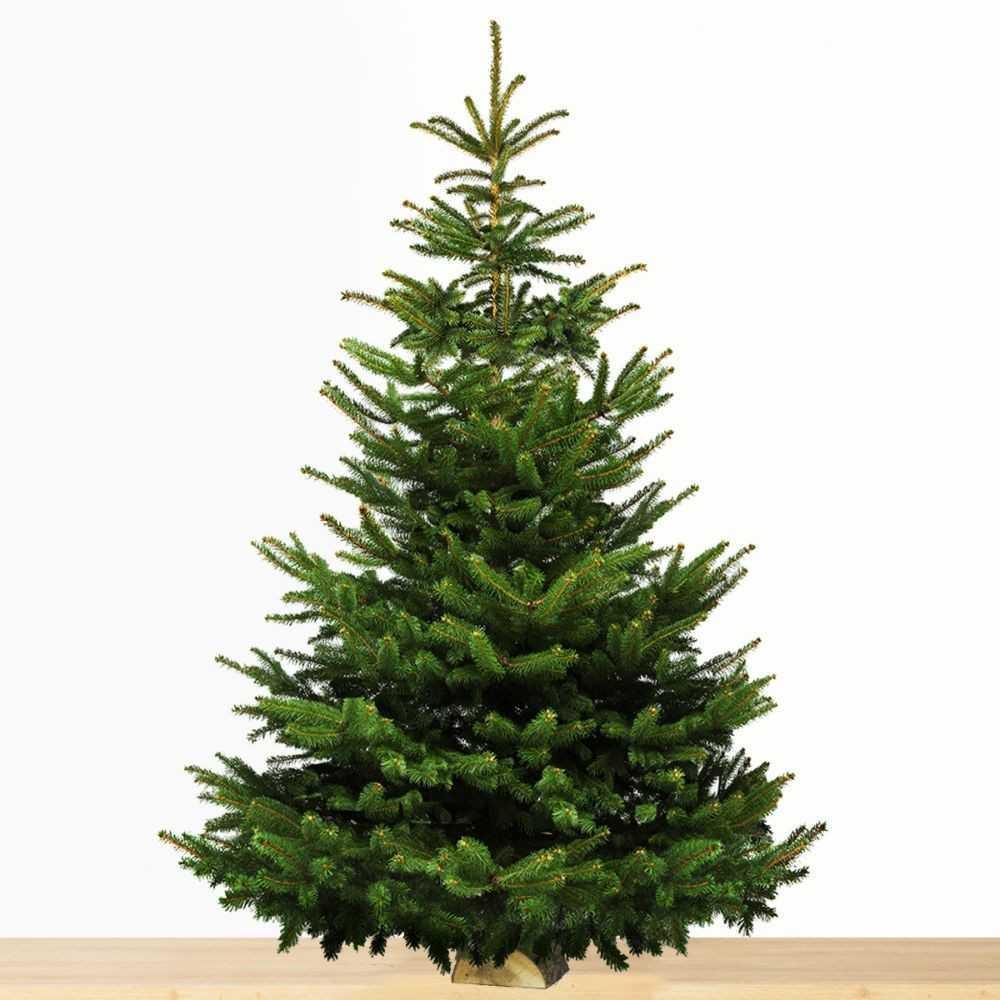 Vente de sapins de Noël "Nordmann" Vente de sapins de Noël "Nordmann"