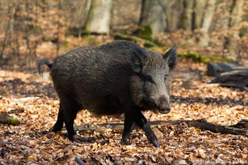 Chasse : battue