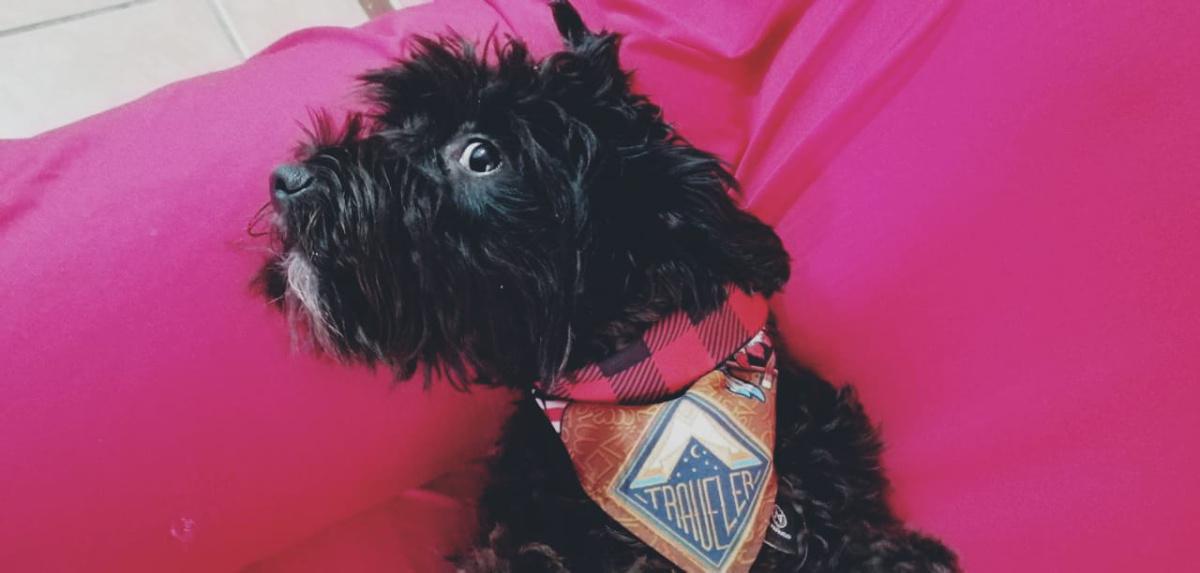 ¿Es mejor que el perro esté dentro o fuera de casa?
