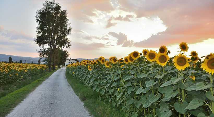 Strada dei Vini del Cantico Strada dei Vini del Cantico
