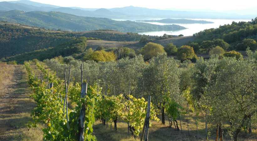 Strada dei Vini del Trasimeno Strada dei Vini del Trasimeno