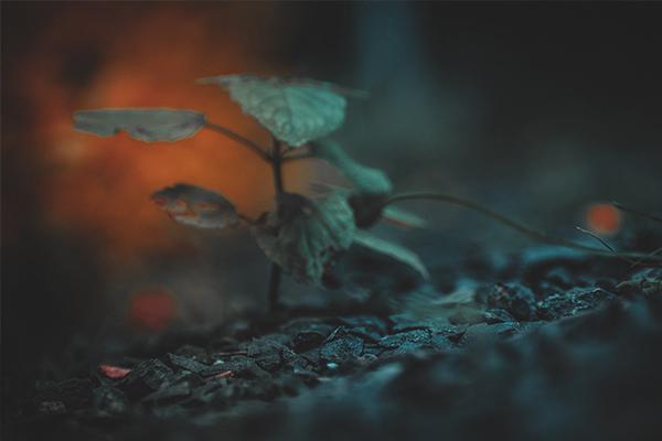 The Seed of Lust